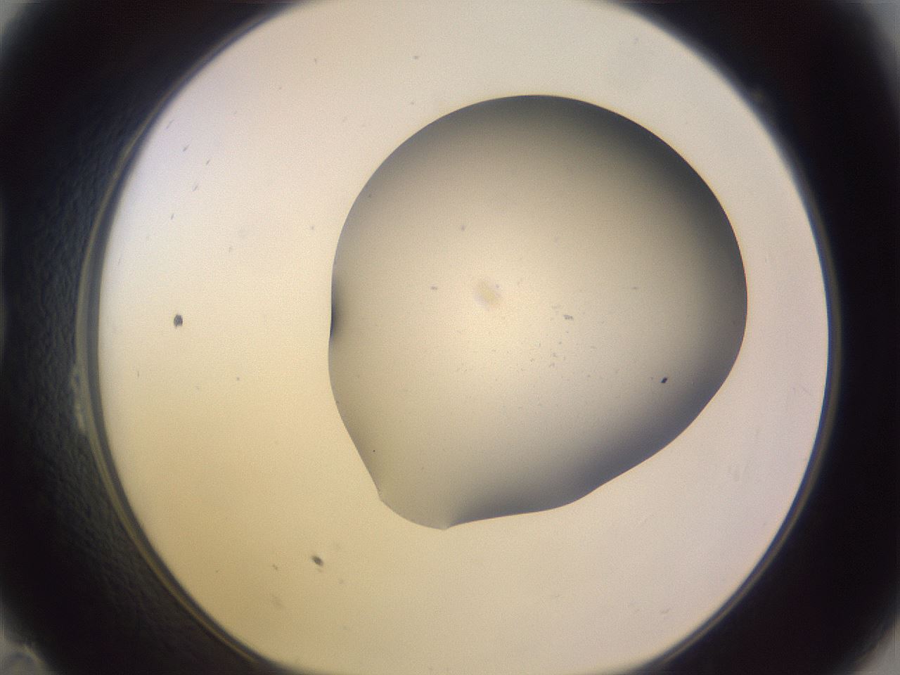 folderID266_plateID3266_batchID18791_wellNum23_profileID1_d1_r287547_ef.jpg