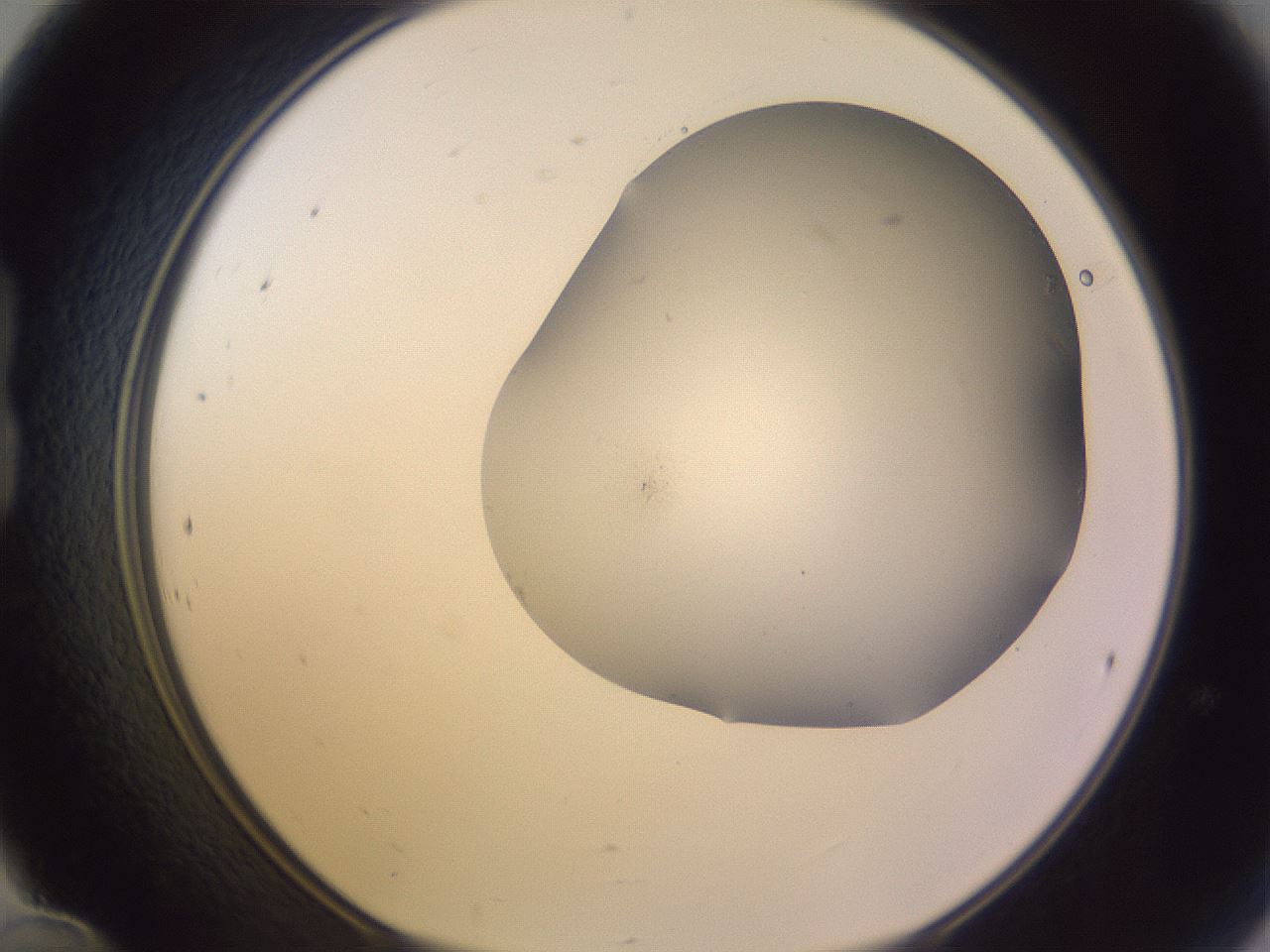 folderID266_plateID3266_batchID18866_wellNum24_profileID1_d1_r287549_ef.jpg