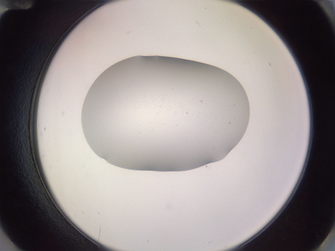 folderID266_plateID3266_batchID19011_wellNum84_profileID1_d2_r287670_ef.jpg