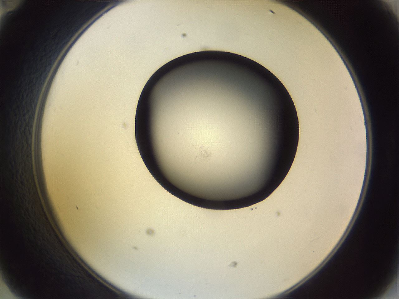 folderID266_plateID3266_batchID19292_wellNum47_profileID1_d2_r287596_ef.jpg