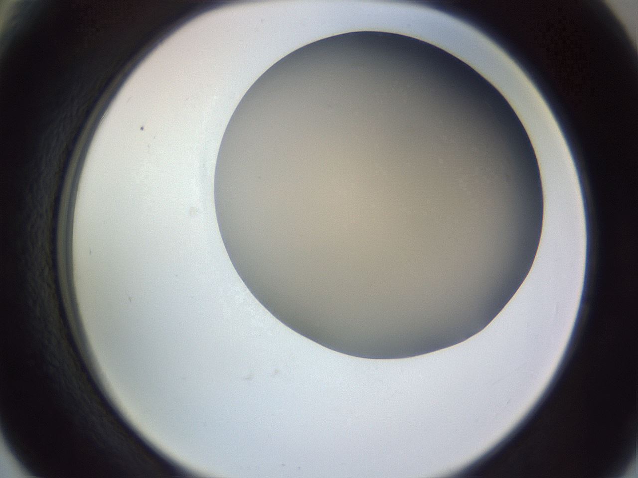 folderID266_plateID3266_batchID19292_wellNum66_profileID1_d2_r287634_ef.jpg