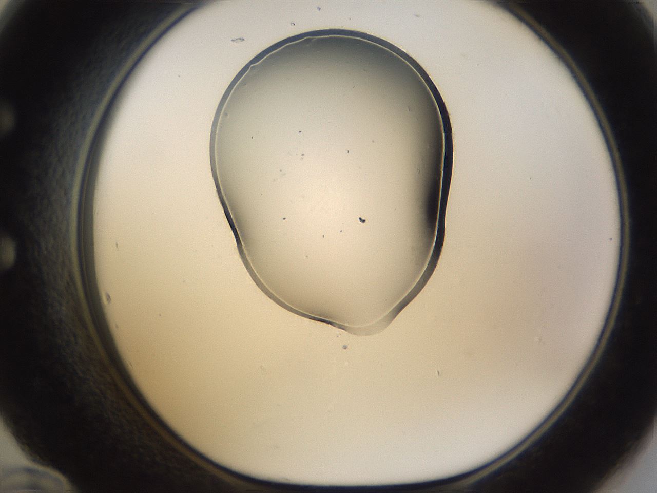 folderID267_plateID3267_batchID19006_wellNum60_profileID1_d1_r286853_ef.jpg