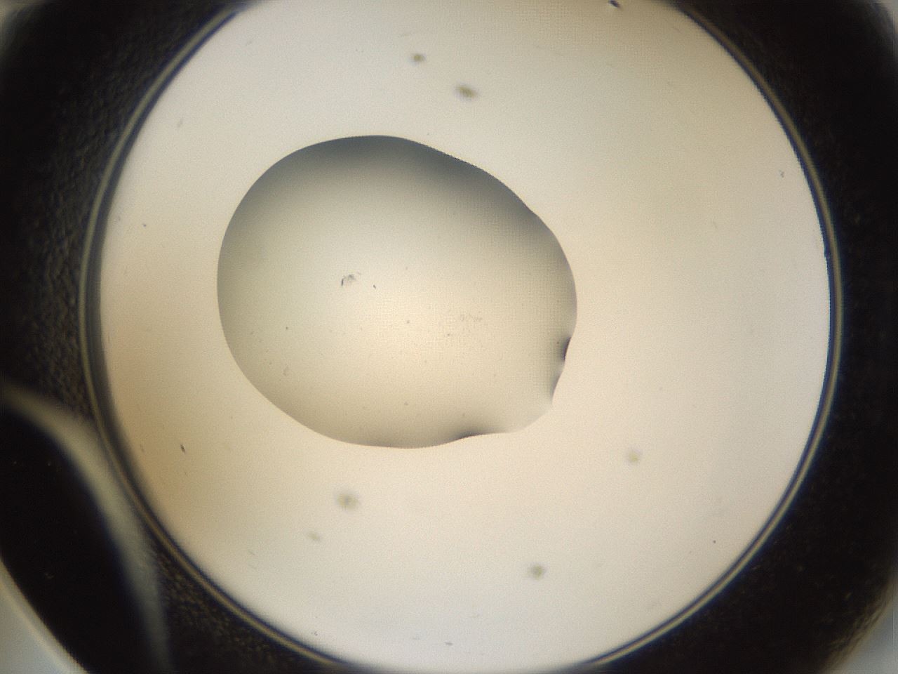 folderID267_plateID3267_batchID19548_wellNum47_profileID1_d2_r286828_ef.jpg