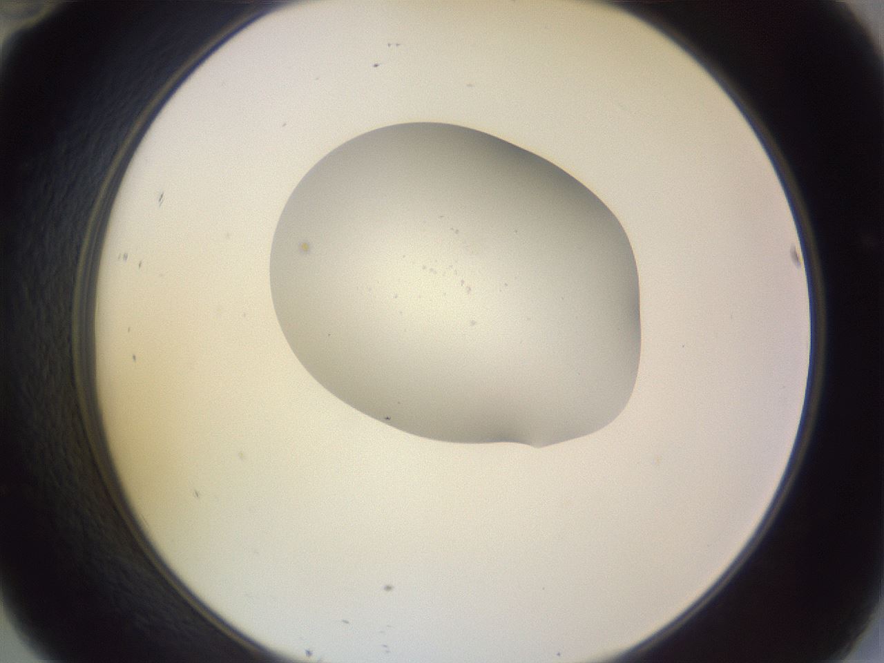 folderID268_plateID3268_batchID18554_wellNum46_profileID1_d2_r287018_ef.jpg