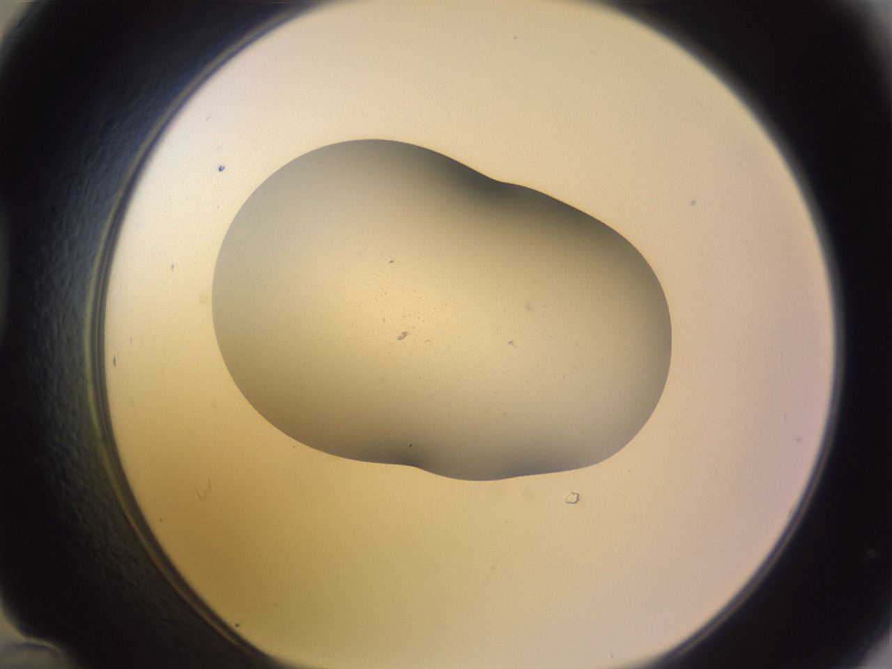folderID268_plateID3268_batchID18655_wellNum48_profileID1_d1_r287021_ef.jpg