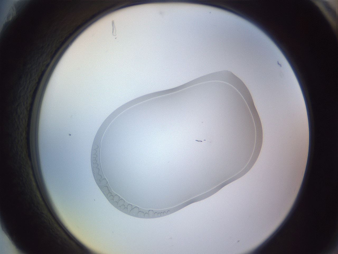 folderID268_plateID3268_batchID18655_wellNum88_profileID1_d2_r287102_ef.jpg