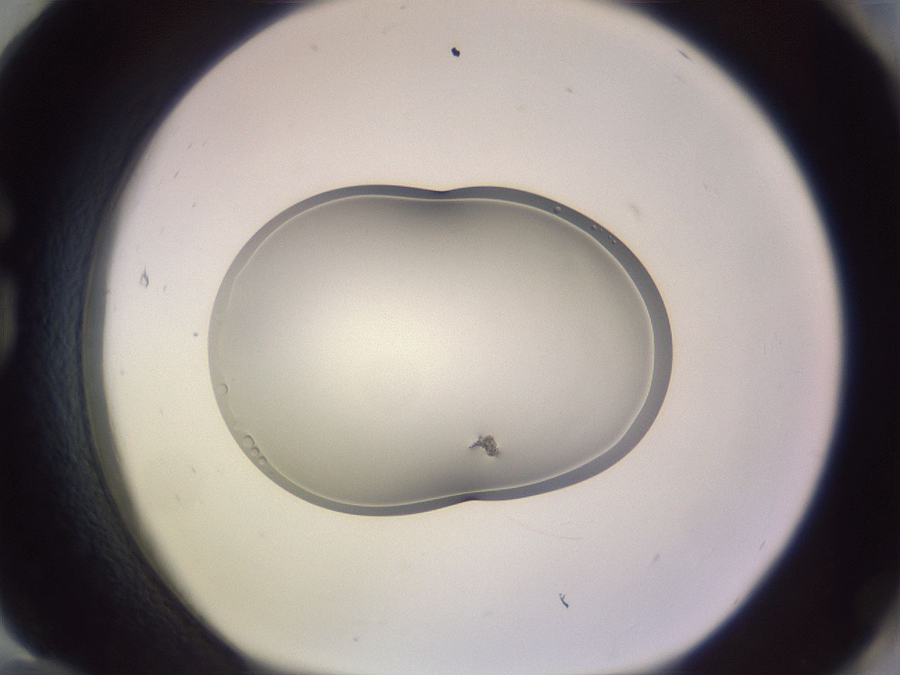 folderID268_plateID3268_batchID18786_wellNum84_profileID1_d1_r287093_ef.jpg