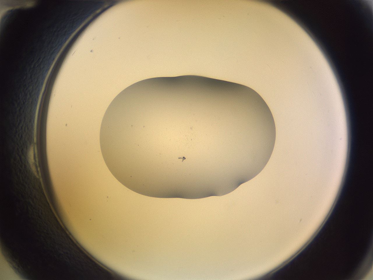folderID268_plateID3268_batchID19288_wellNum24_profileID1_d2_r286974_ef.jpg