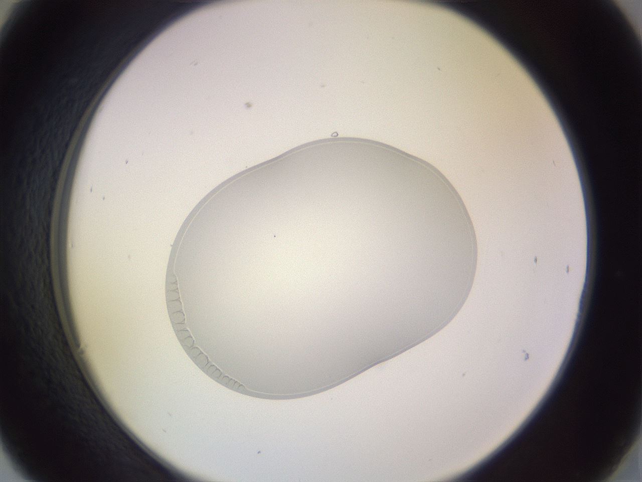 folderID268_plateID3268_batchID19288_wellNum30_profileID1_d2_r286986_ef.jpg