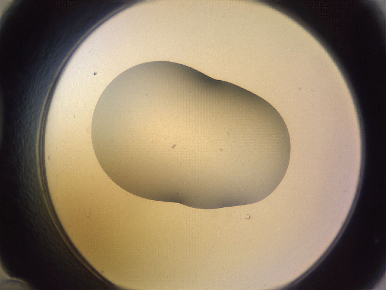 folderID268_plateID3268_batchID19288_wellNum48_profileID1_d1_r287021_ef.jpg
