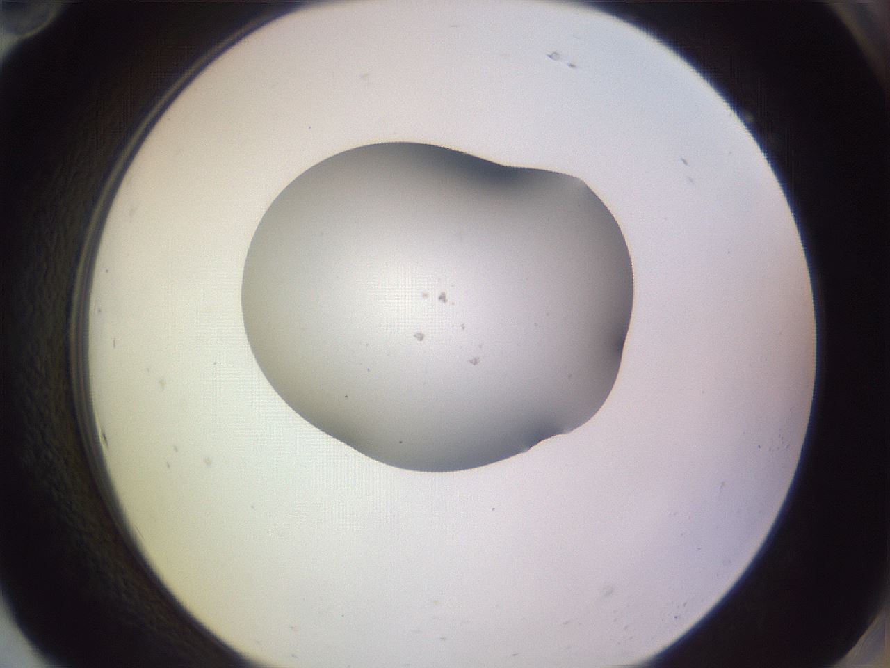 folderID268_plateID3268_batchID19288_wellNum94_profileID1_d2_r287114_ef.jpg