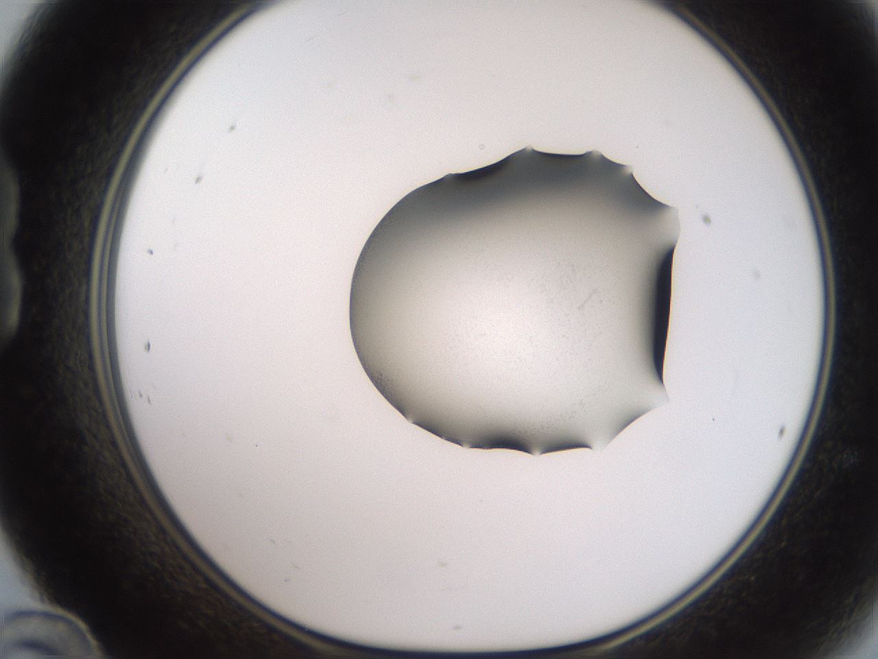 folderID271_plateID2271_batchID10328_wellNum24_profileID1_d1_r158463_ef.jpg