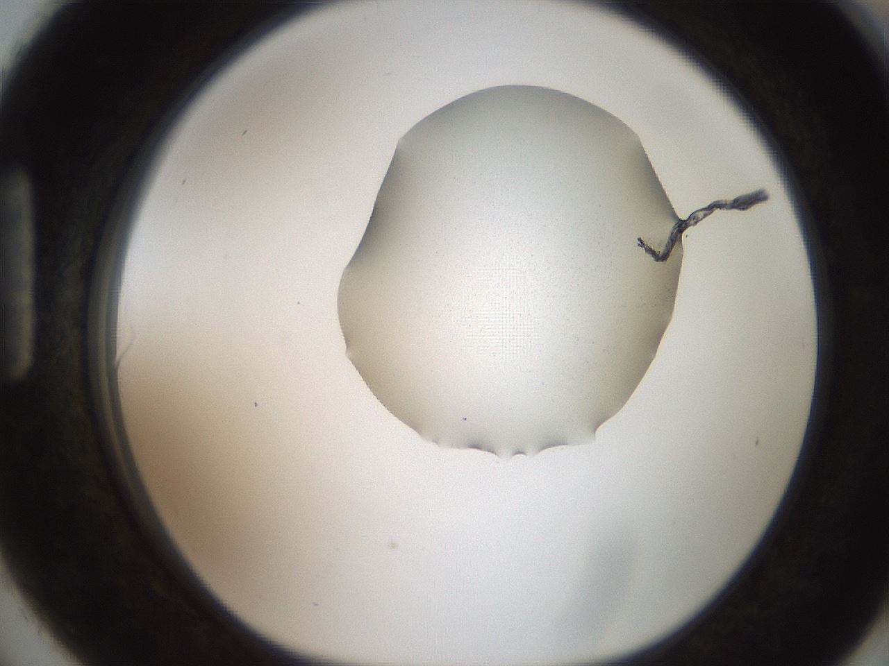 folderID271_plateID2271_batchID10363_wellNum90_profileID1_d1_r158529_ef.jpg