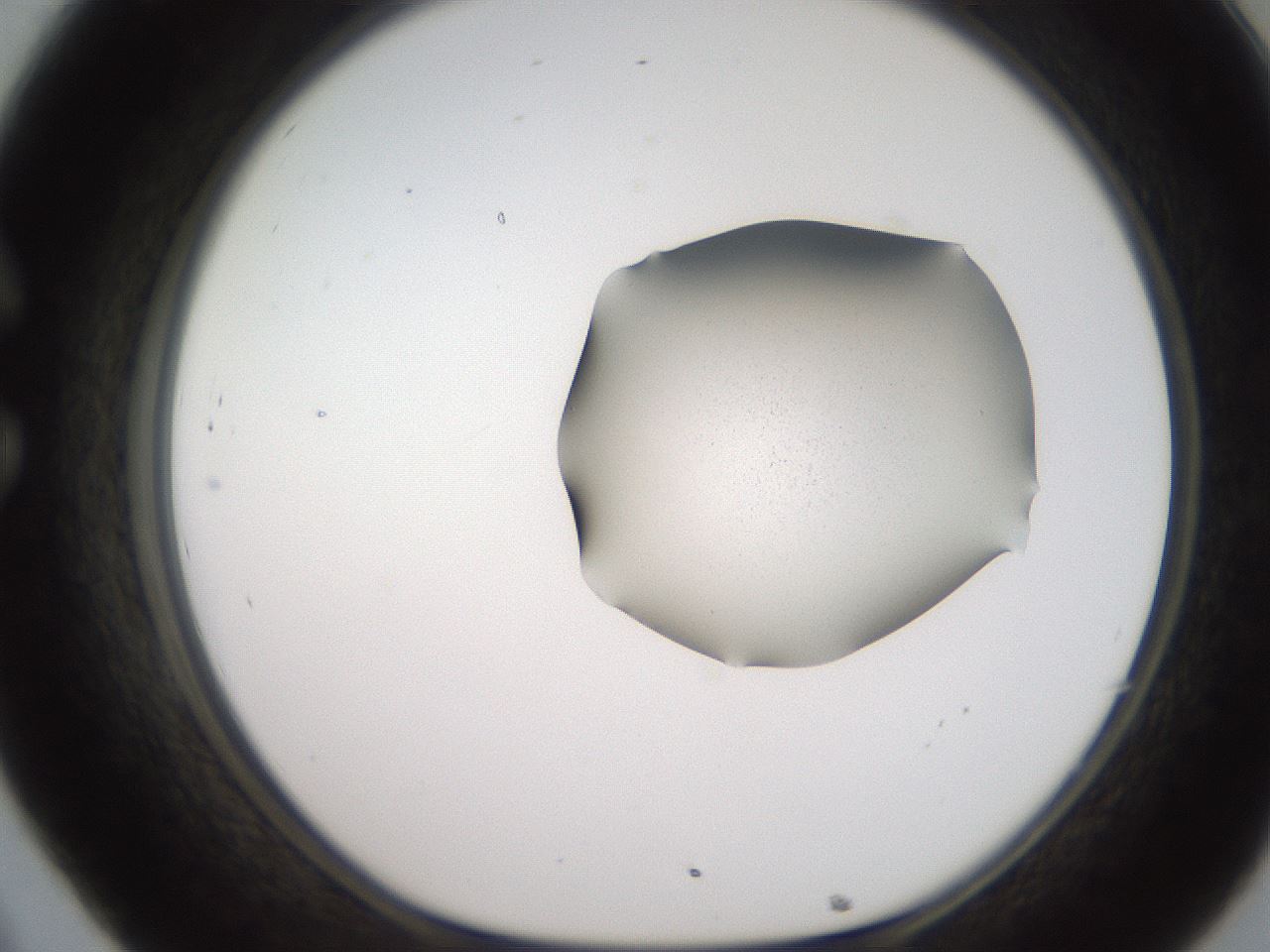 folderID271_plateID2271_batchID10437_wellNum32_profileID1_d1_r158471_ef.jpg