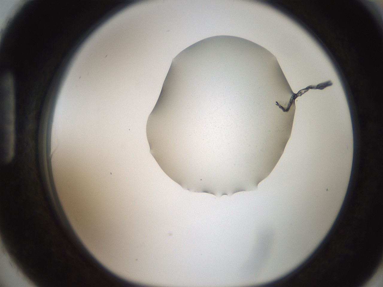 folderID271_plateID2271_batchID10437_wellNum90_profileID1_d1_r158529_ef.jpg