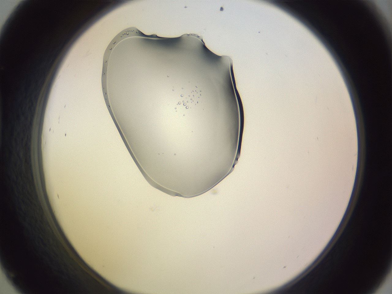 folderID276_plateID1276_batchID4409_wellNum45_profileID1_d1_r73040_ef.jpg