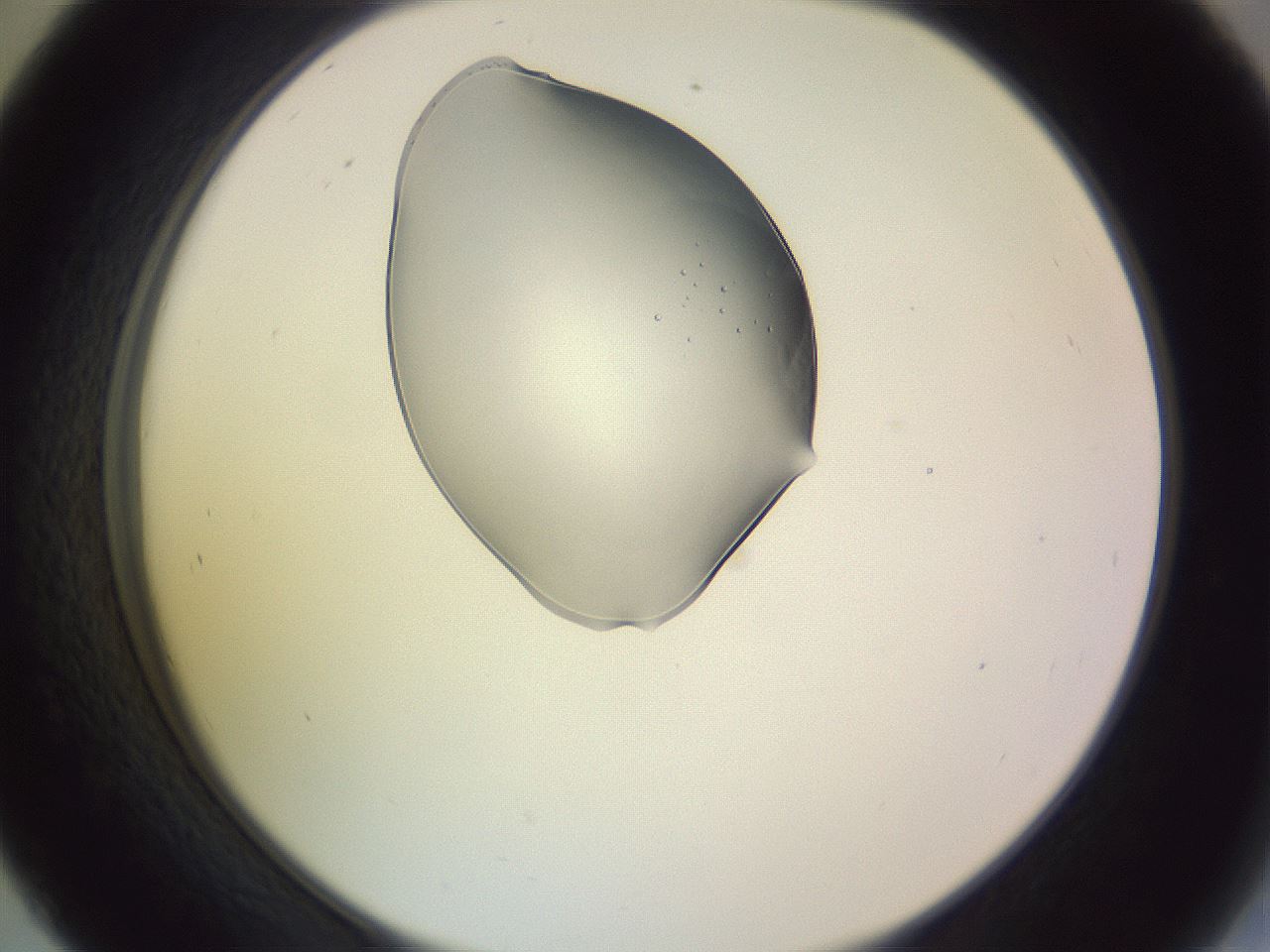 folderID276_plateID1276_batchID4409_wellNum45_profileID1_d2_r73041_ef.jpg