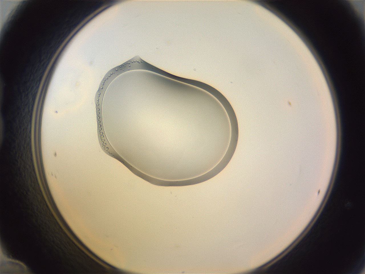 folderID276_plateID1276_batchID4631_wellNum24_profileID1_d1_r72998_ef.jpg