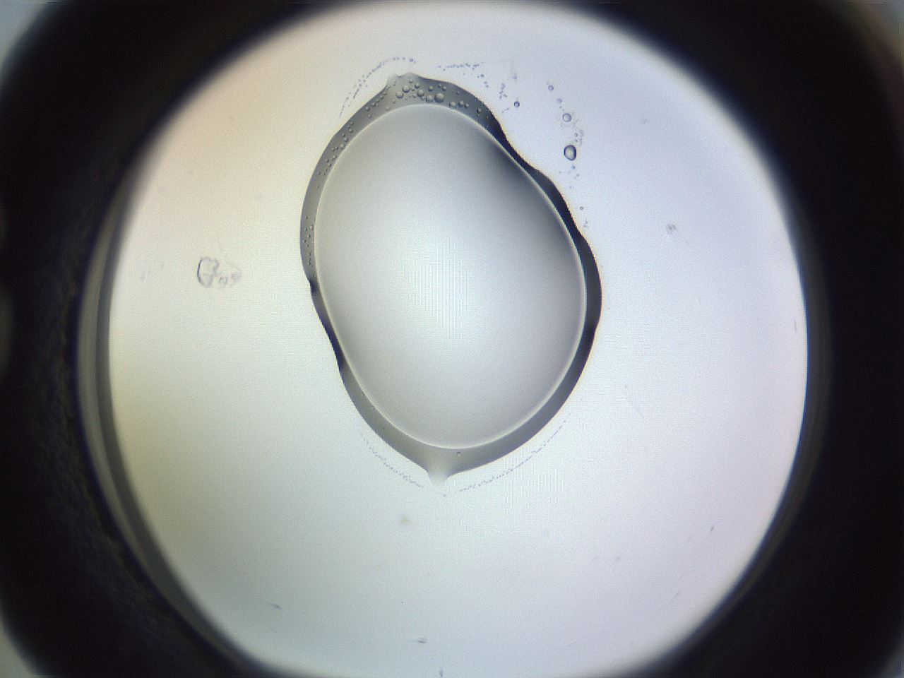 folderID276_plateID1276_batchID4631_wellNum76_profileID1_d1_r73102_ef.jpg