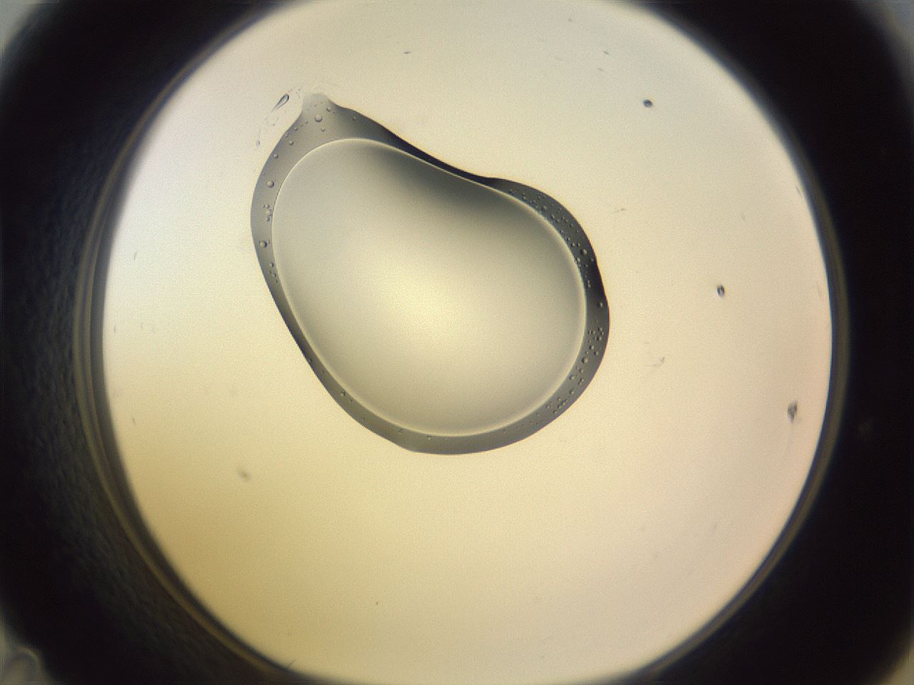 folderID276_plateID1276_batchID4742_wellNum47_profileID1_d1_r73044_ef.jpg