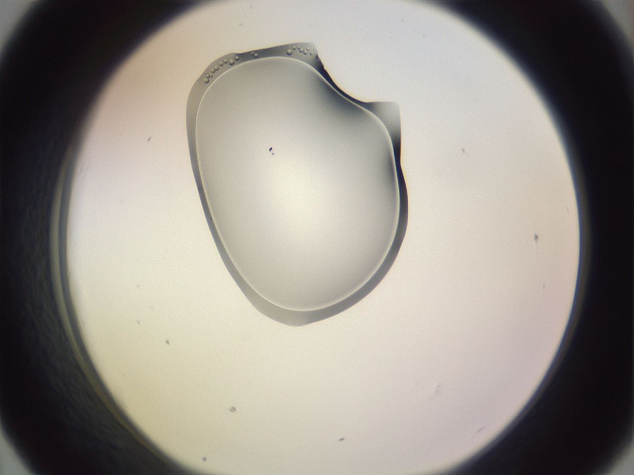 folderID276_plateID1276_batchID4873_wellNum43_profileID1_d1_r73036_ef.jpg