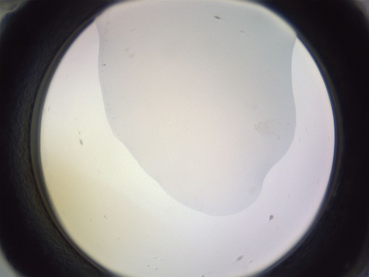 folderID277_plateID1277_batchID4001_wellNum70_profileID1_d2_r73667_ef.jpg