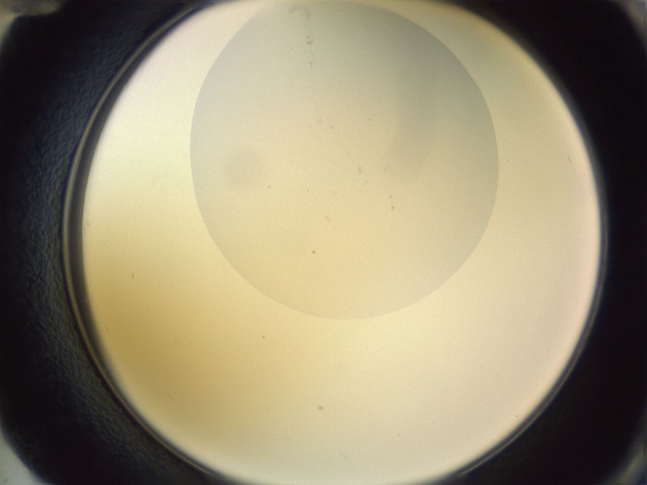 folderID277_plateID1277_batchID4101_wellNum72_profileID1_d2_r73671_ef.jpg