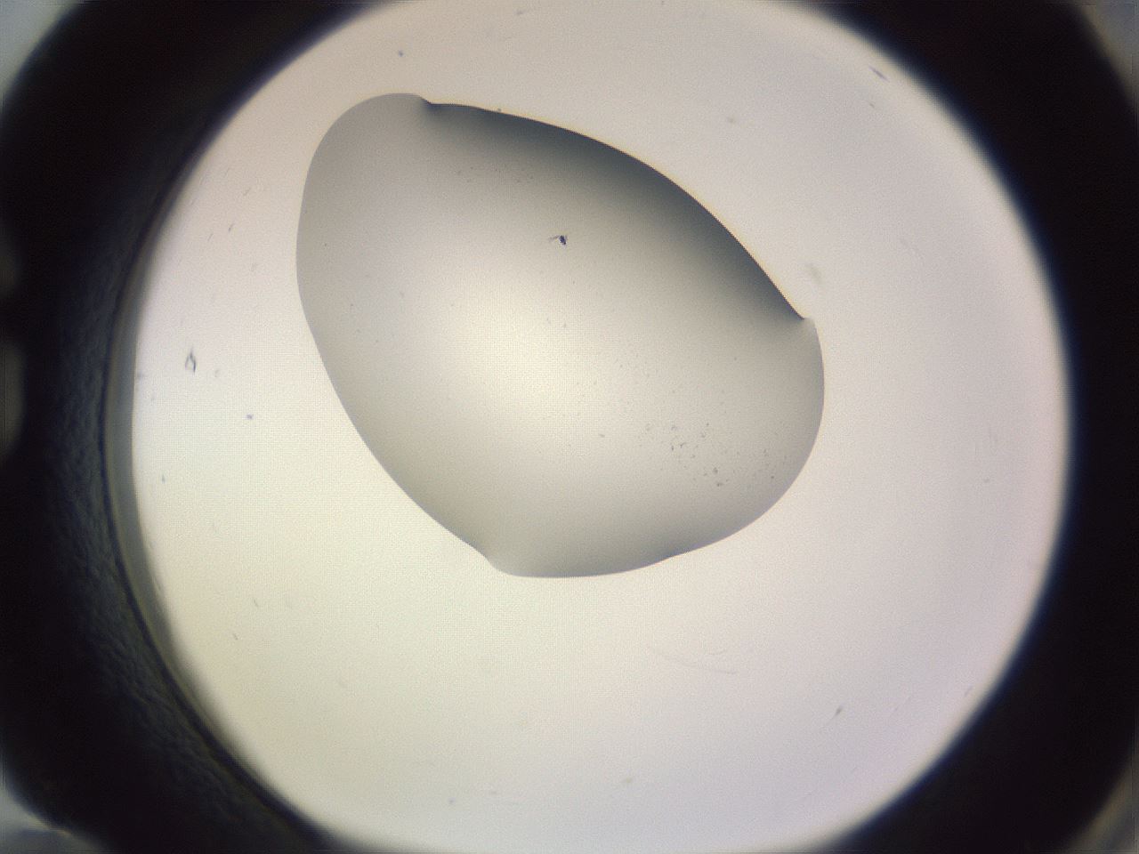 folderID277_plateID1277_batchID4412_wellNum84_profileID1_d1_r73694_ef.jpg