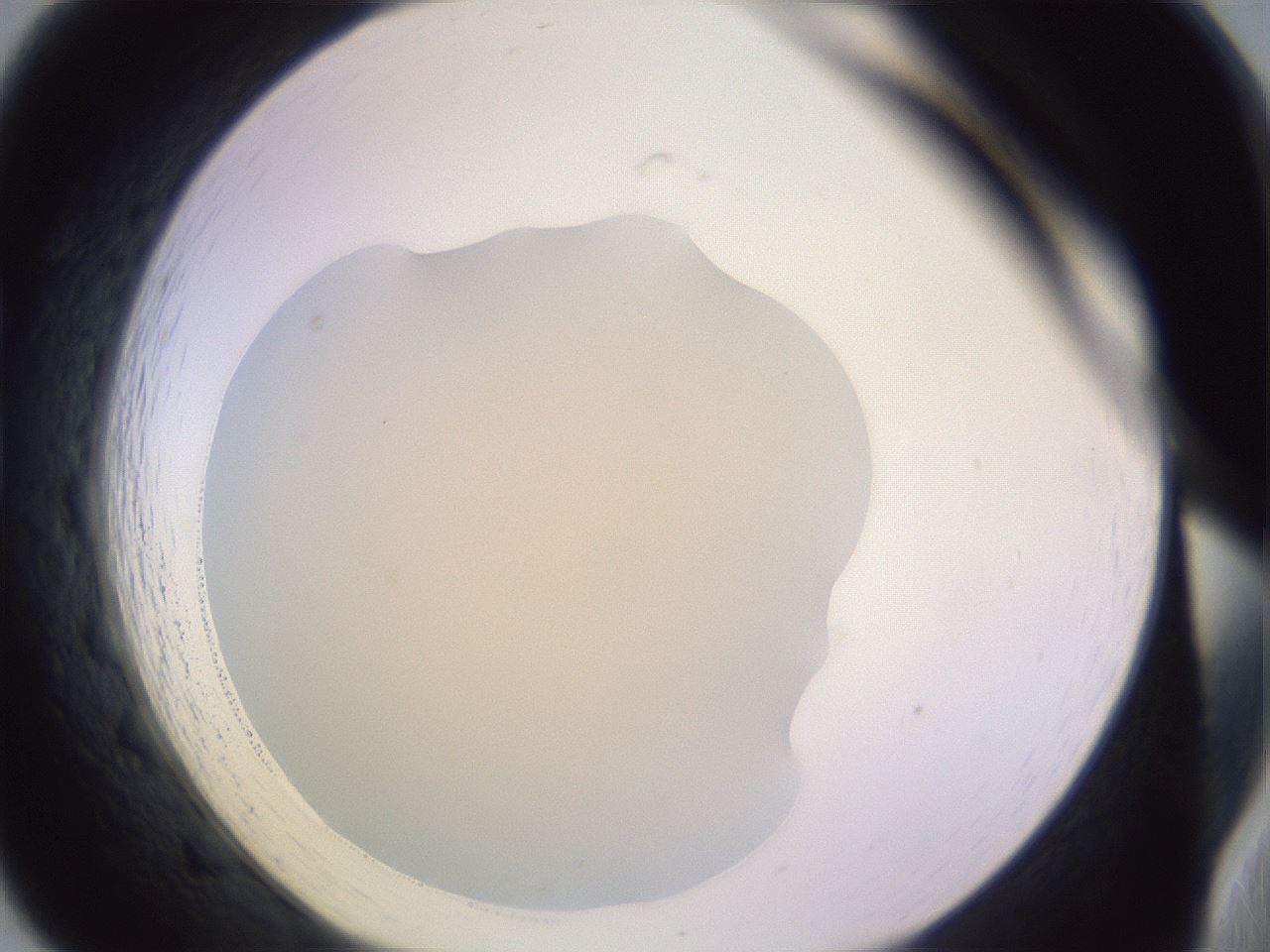 folderID278_plateID1278_batchID4061_wellNum19_profileID1_d1_r74140_ef.jpg