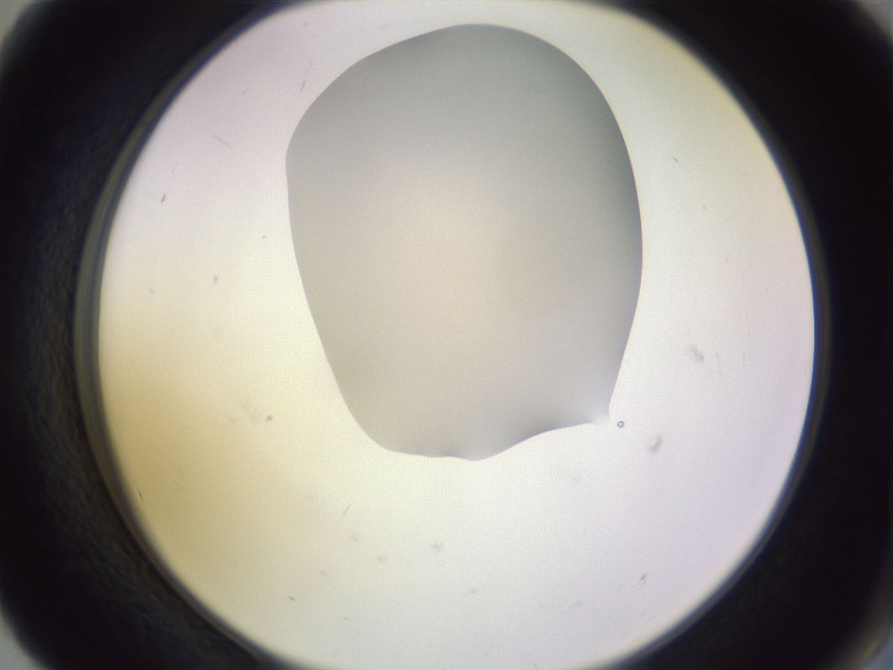folderID278_plateID1278_batchID4141_wellNum56_profileID1_d2_r74215_ef.jpg