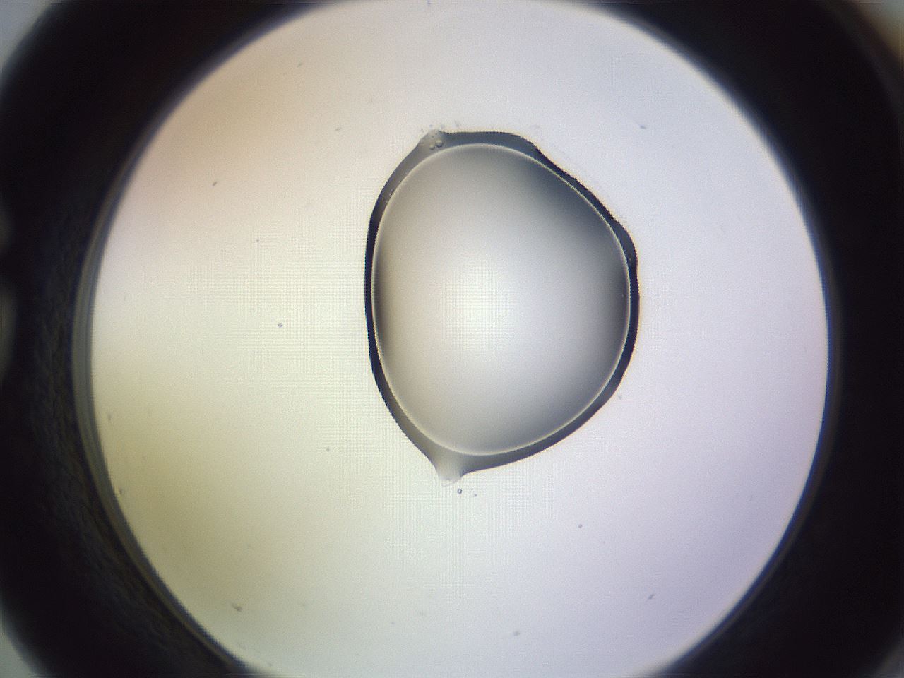 folderID279_plateID1279_batchID4006_wellNum75_profileID1_d1_r75020_ef.jpg