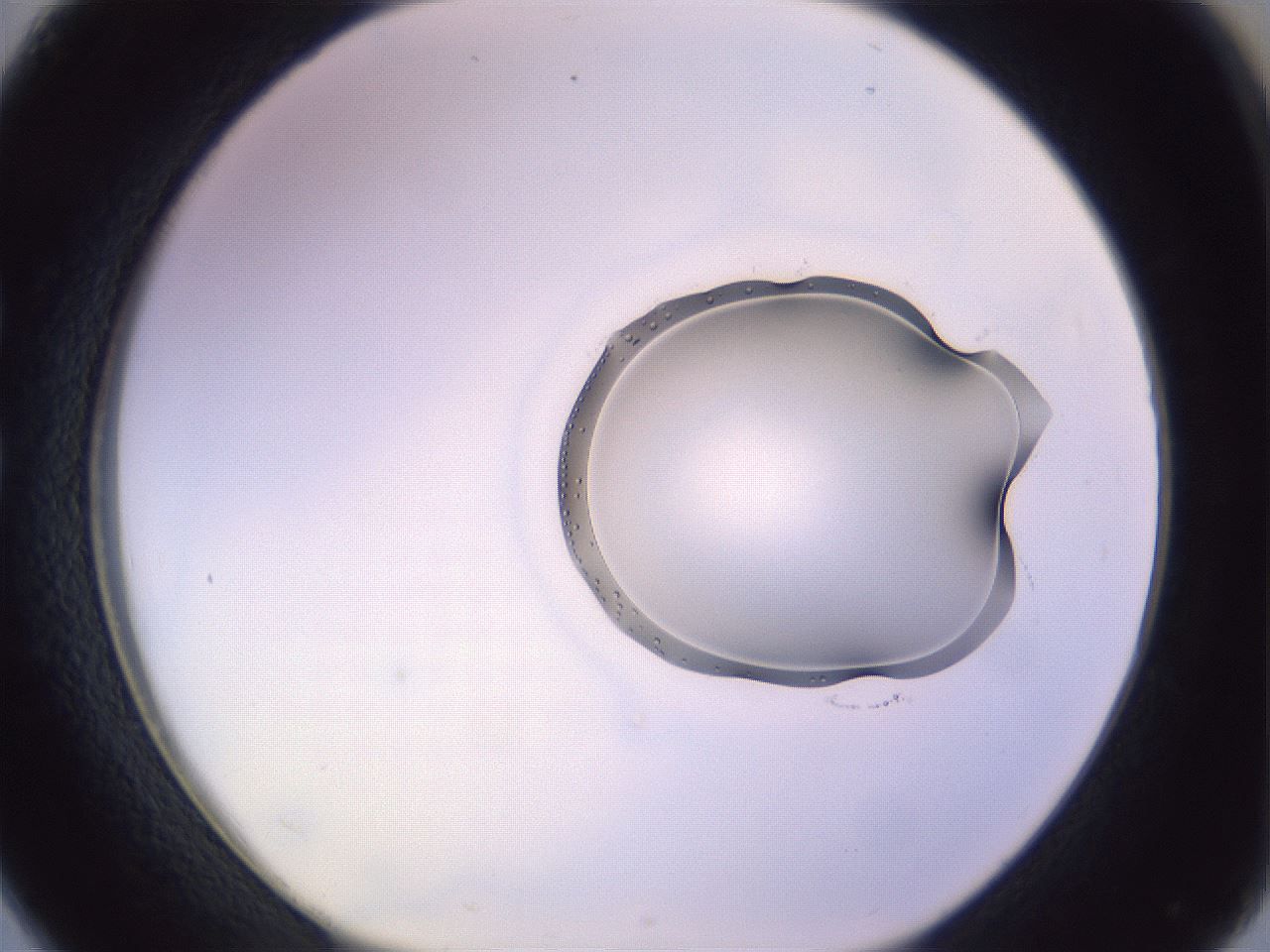 folderID279_plateID1279_batchID4065_wellNum26_profileID1_d1_r74922_ef.jpg