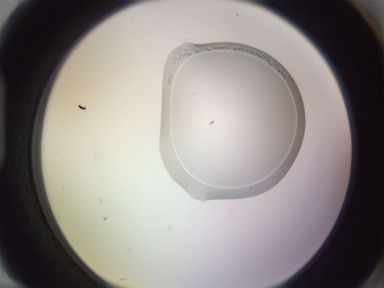 folderID279_plateID1279_batchID4065_wellNum94_profileID1_d1_r75058_ef.jpg