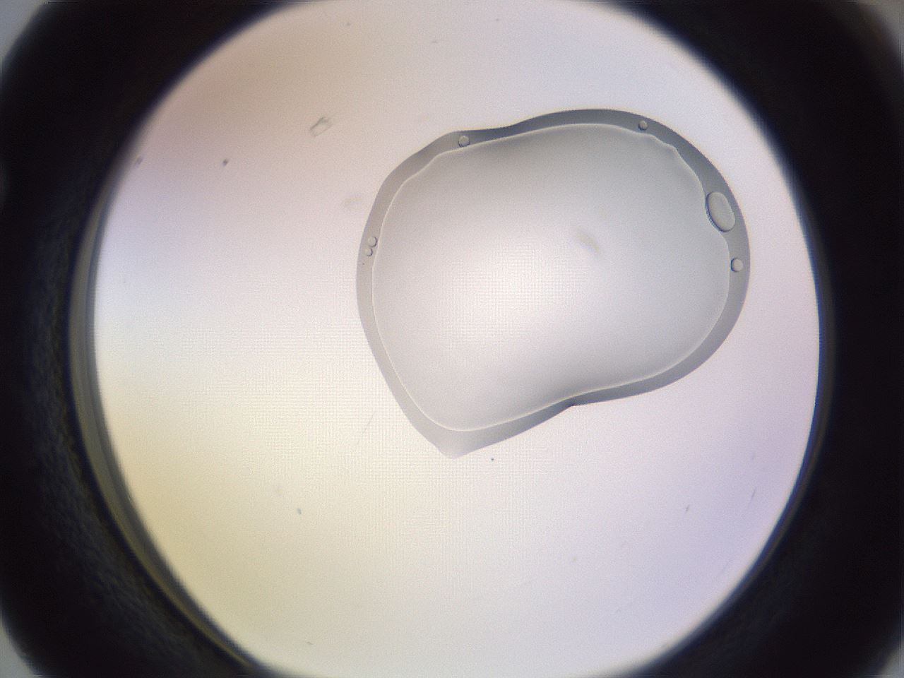 folderID279_plateID1279_batchID4106_wellNum63_profileID1_d1_r74996_ef.jpg