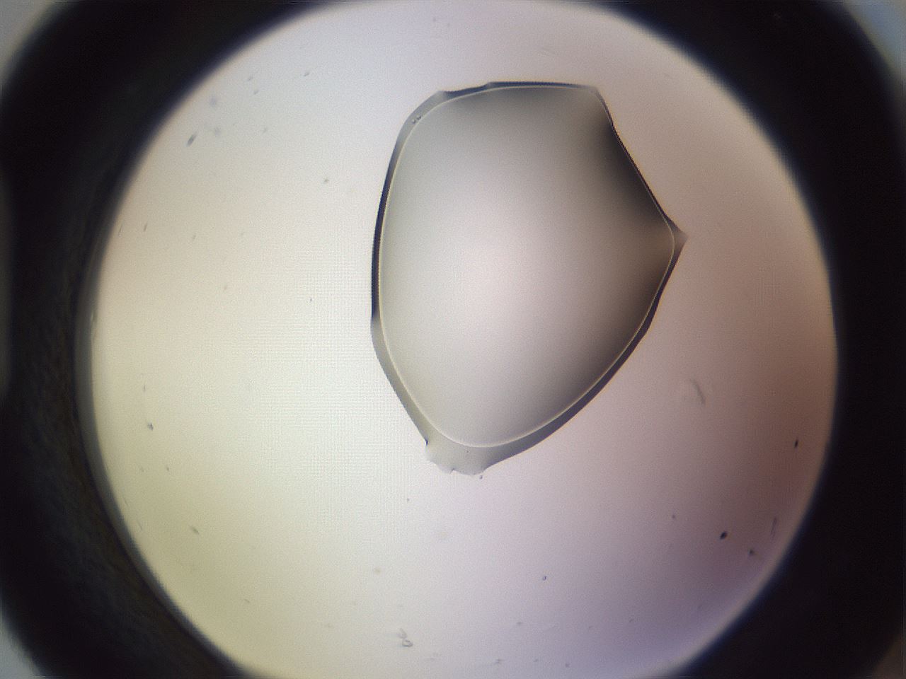 folderID279_plateID1279_batchID4419_wellNum92_profileID1_d1_r75054_ef.jpg
