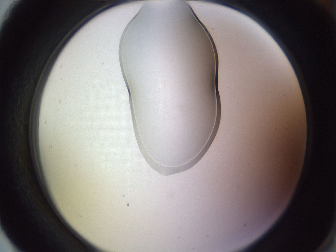folderID279_plateID1279_batchID4641_wellNum93_profileID1_d2_r75057_ef.jpg