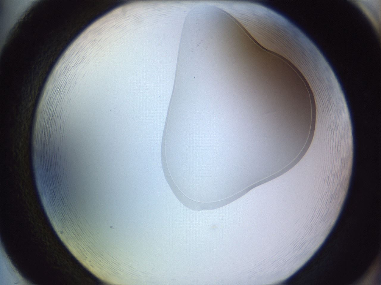 folderID279_plateID1279_batchID4883_wellNum86_profileID1_d2_r75043_ef.jpg
