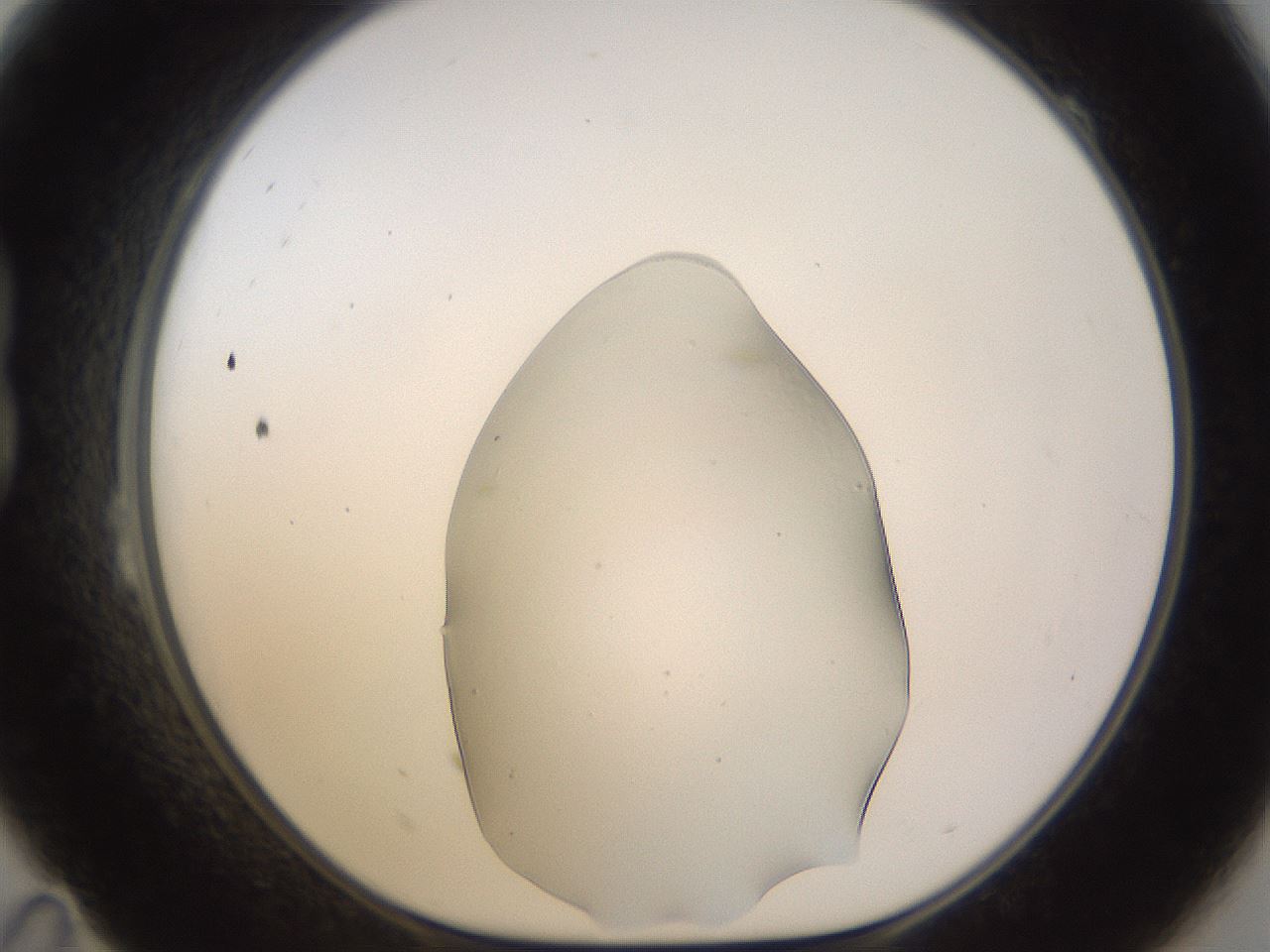 folderID279_plateID3279_batchID19041_wellNum23_profileID1_d1_r288993_ef.jpg