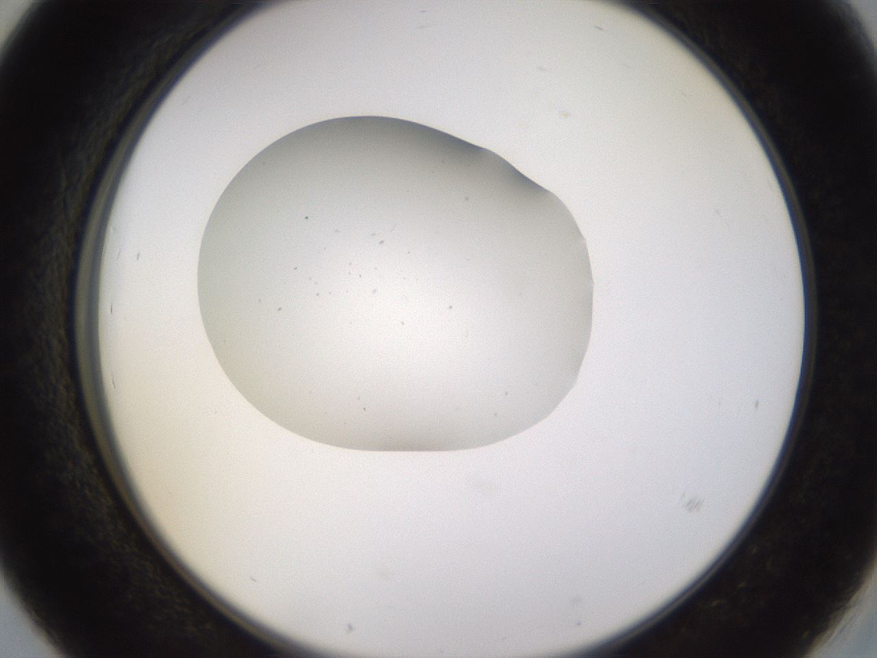 folderID279_plateID3279_batchID19365_wellNum39_profileID1_d2_r289026_ef.jpg