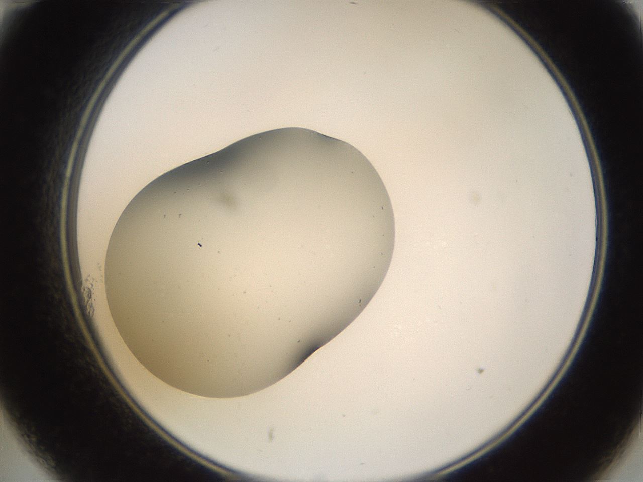 folderID27_plateID3027_batchID16566_wellNum11_profileID1_d2_r253950_ef.jpg