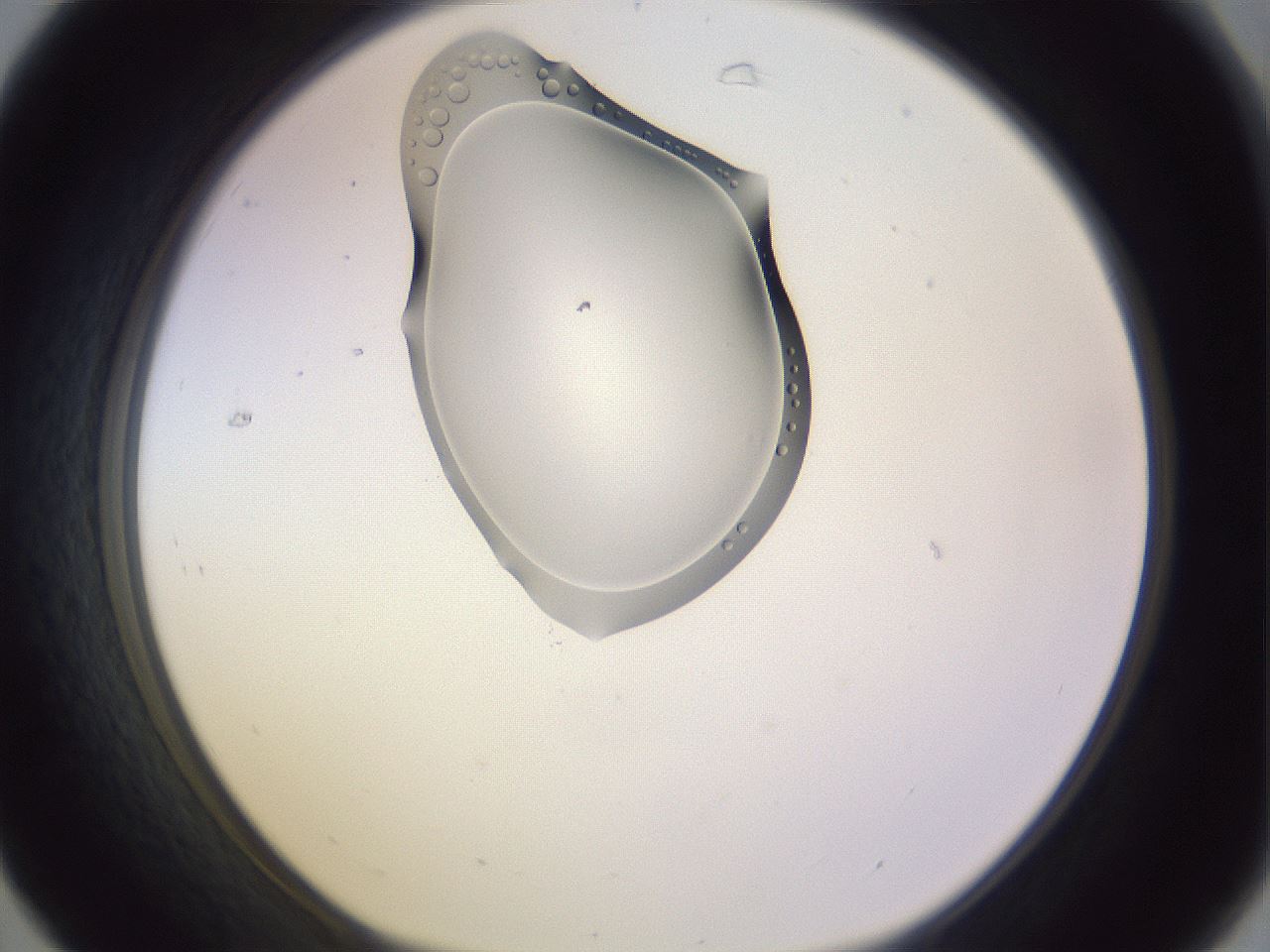 folderID280_plateID1280_batchID3893_wellNum31_profileID1_d1_r75316_ef.jpg