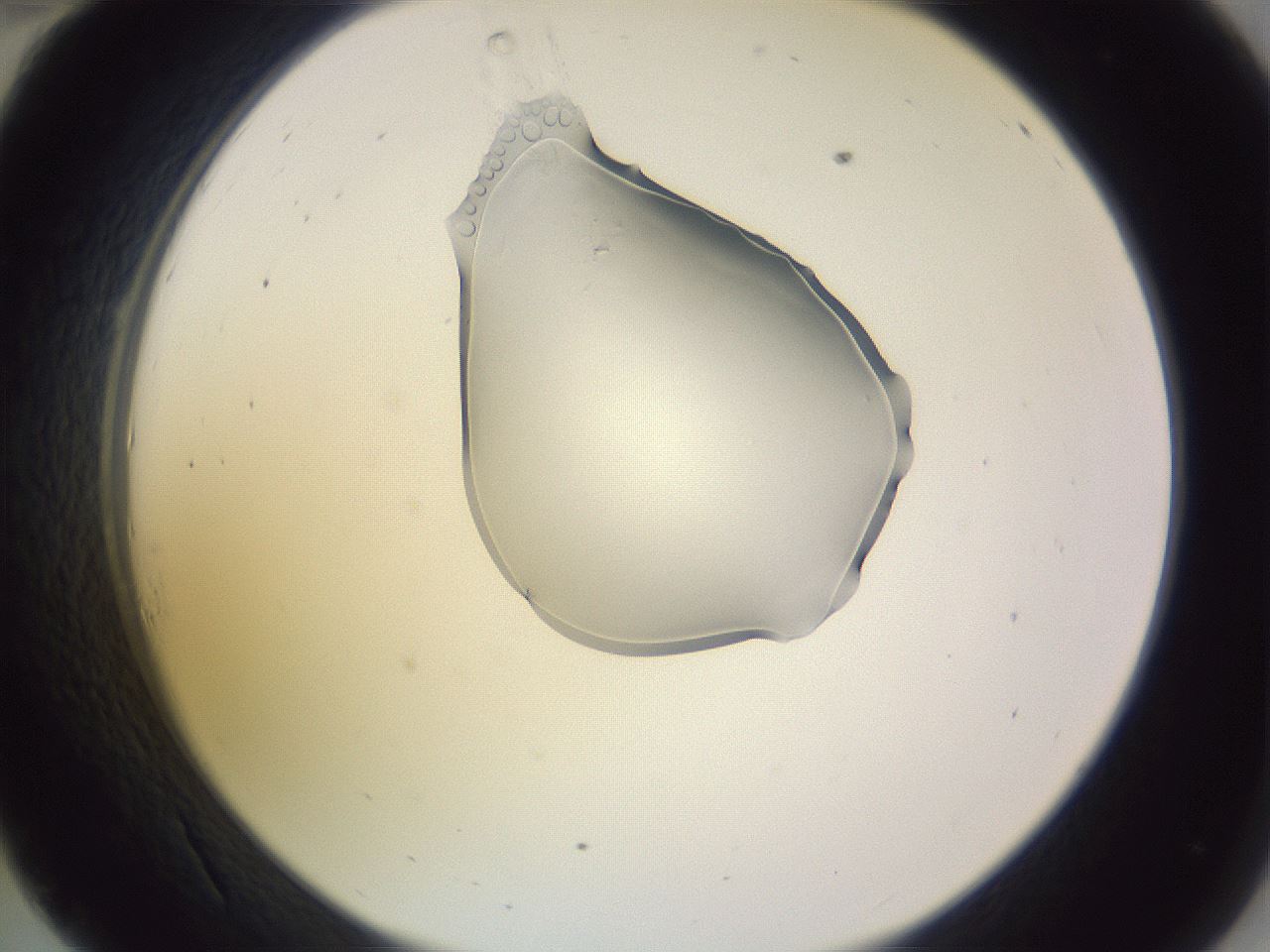 folderID280_plateID1280_batchID4007_wellNum34_profileID1_d2_r75323_ef.jpg