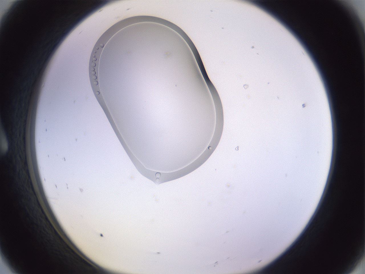 folderID280_plateID1280_batchID4007_wellNum8_profileID1_d1_r75270_ef.jpg