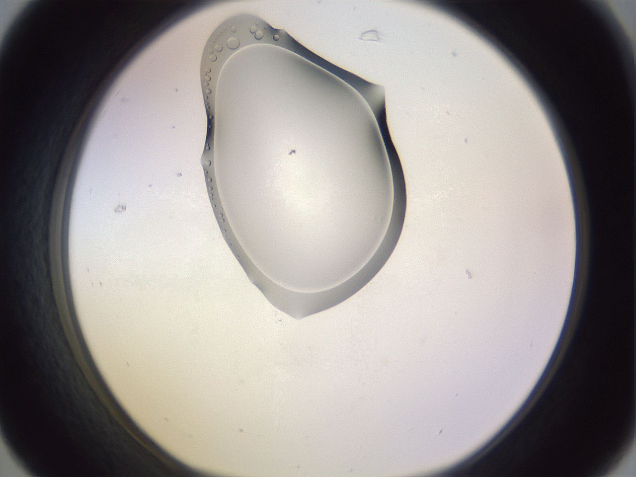 folderID280_plateID1280_batchID4107_wellNum31_profileID1_d1_r75316_ef.jpg
