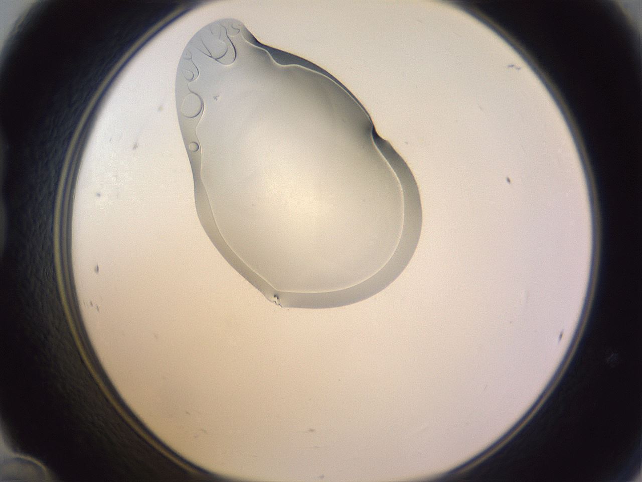 folderID280_plateID1280_batchID4885_wellNum24_profileID1_d1_r75302_ef.jpg