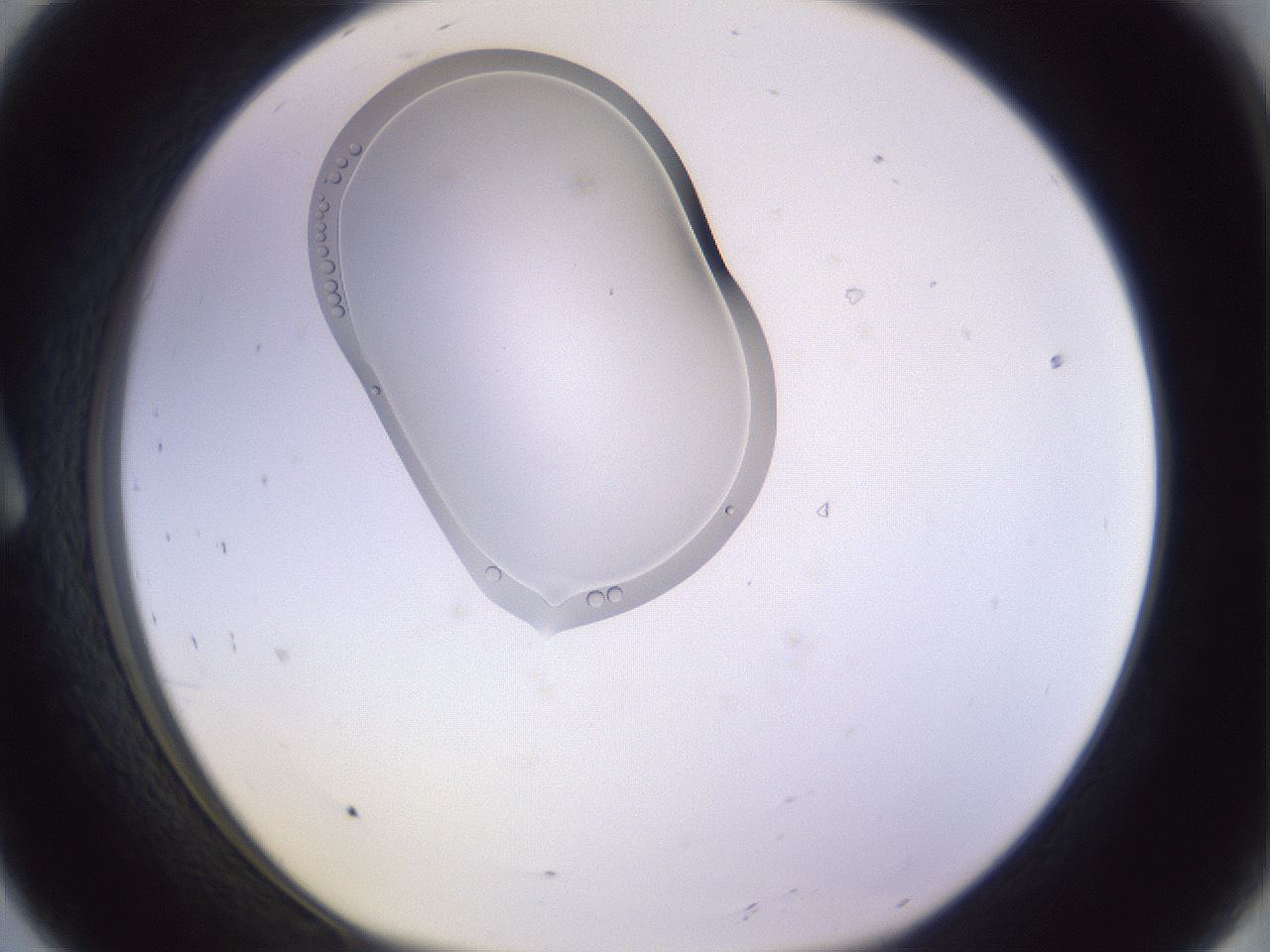 folderID280_plateID1280_batchID4107_wellNum8_profileID1_d1_r75270_ef.jpg