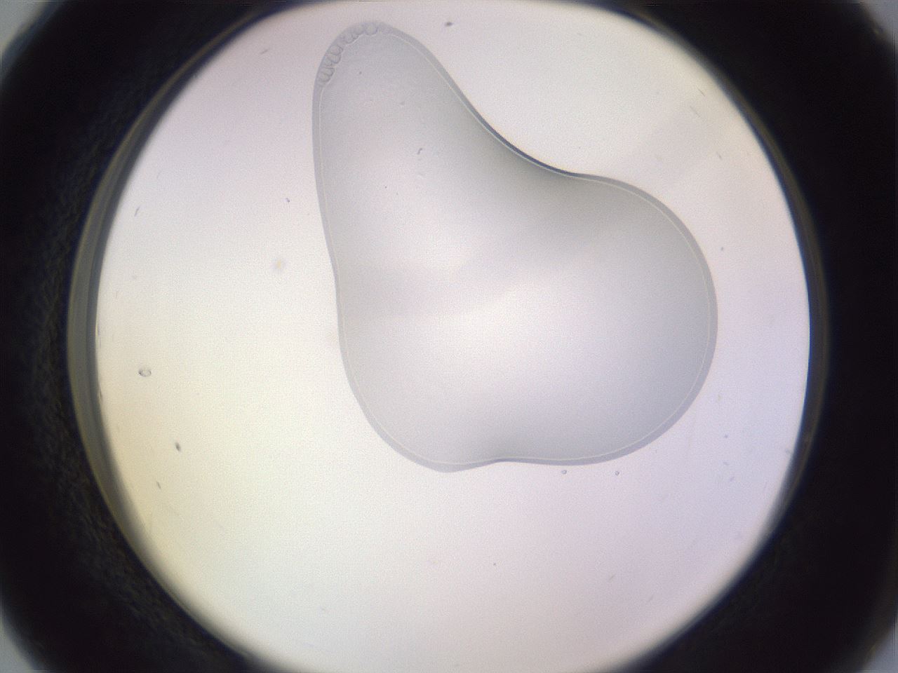 folderID280_plateID1280_batchID4753_wellNum28_profileID1_d2_r75311_ef.jpg