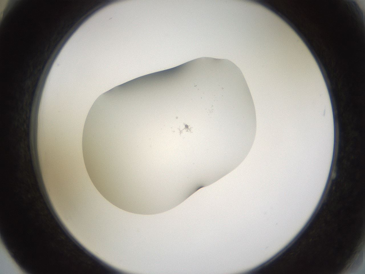 folderID280_plateID3280_batchID19044_wellNum64_profileID1_d2_r289460_ef.jpg