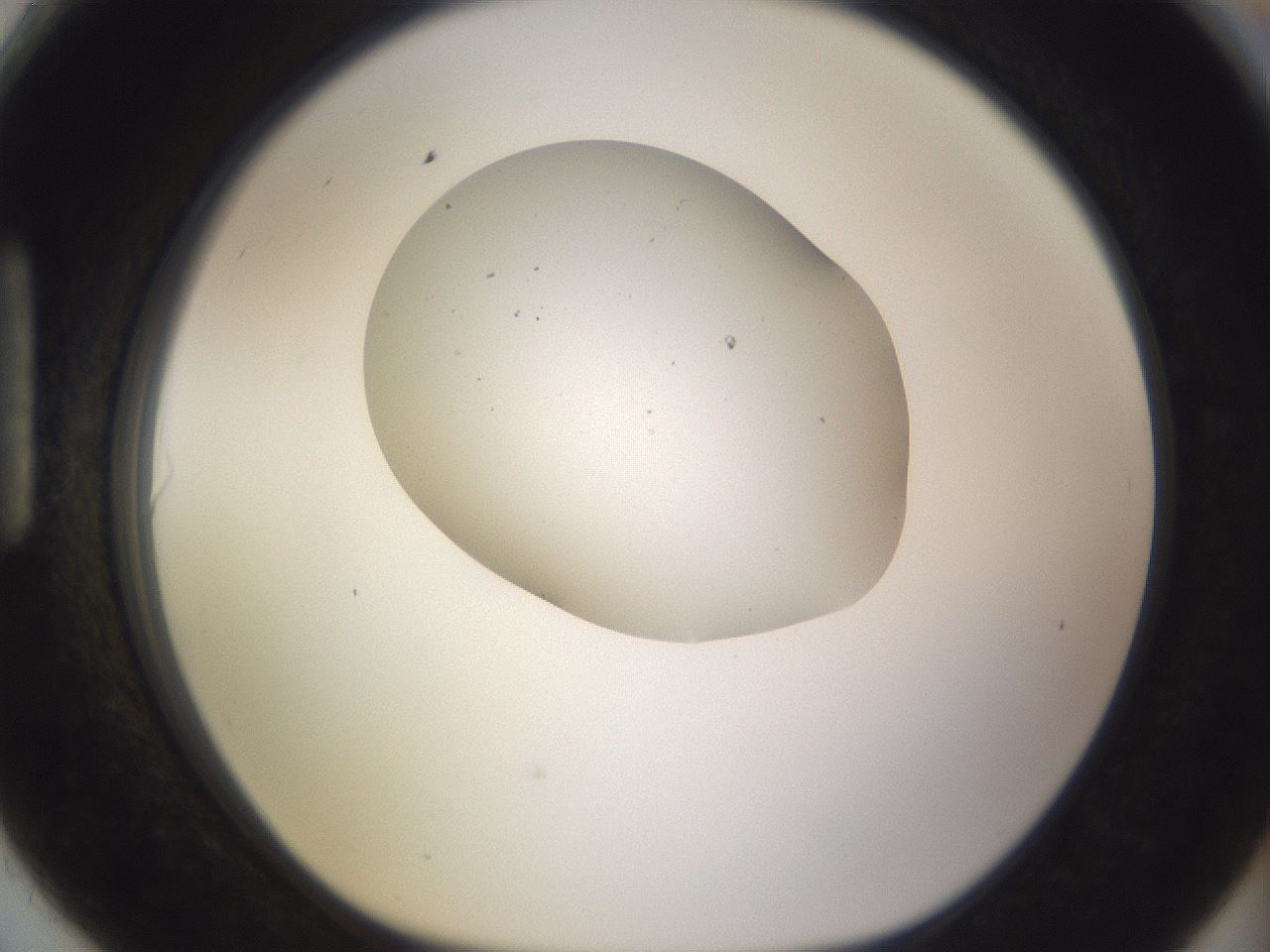 folderID280_plateID3280_batchID19375_wellNum90_profileID1_d1_r289511_ef.jpg