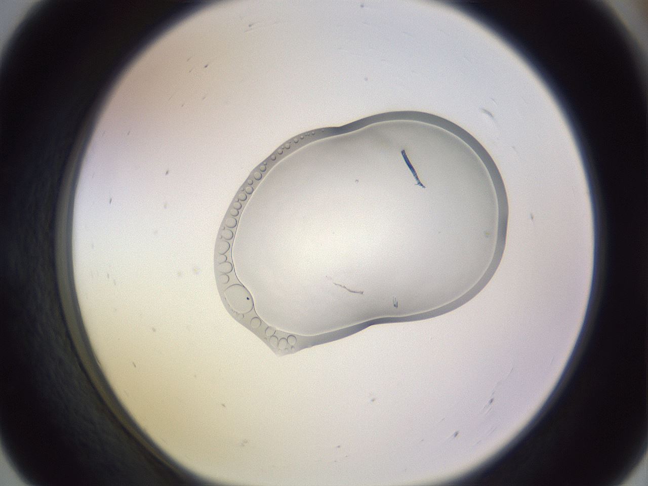 folderID281_plateID1281_batchID4147_wellNum55_profileID1_d1_r75940_ef.jpg